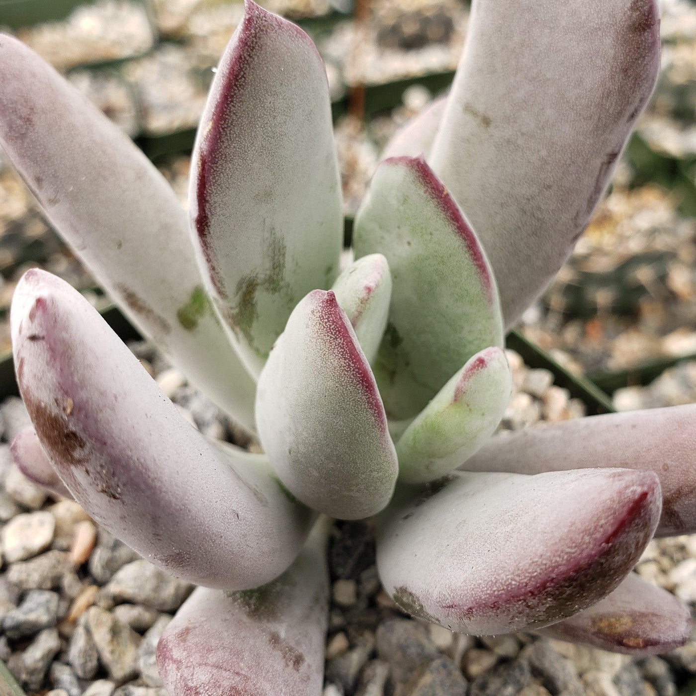 white sprite succulent Buy Cotyledon White Sprite Online| Planet Desert