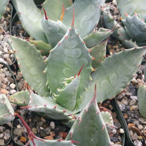 Agave colorata mescal ceniza – Planet Desert