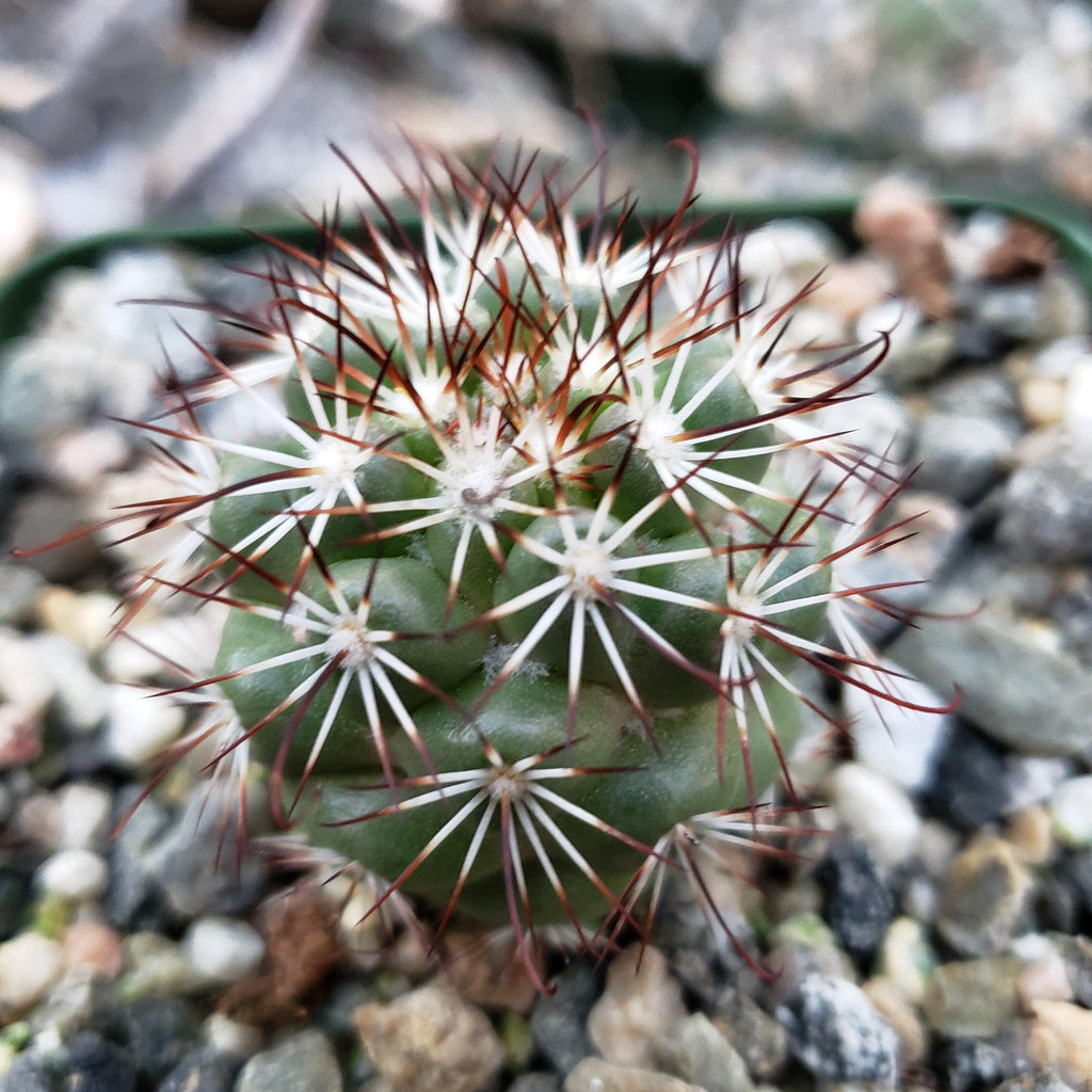 Mammillaria bartschella schumannii