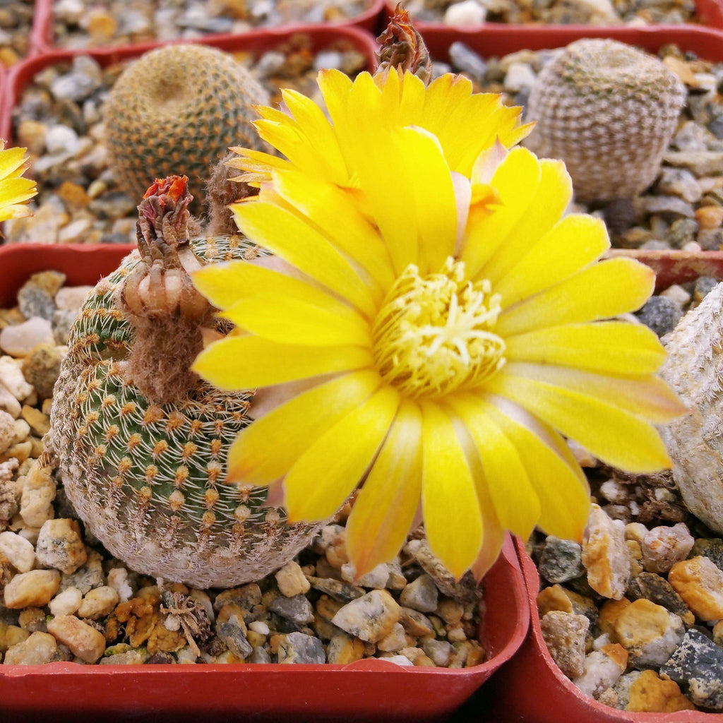 Lobivia famatimensis