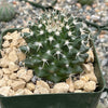 Mammillaria nejapensis silver arrows