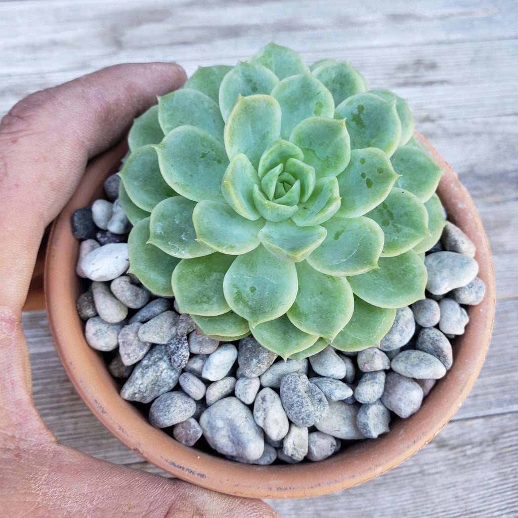 1 Lb 3/8 Arizona river rock Cactus and Succulent Top Soil Dressing