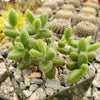 Pickle Plant ‘Delosperma echinatum’