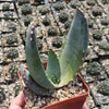 Aloe comptonii