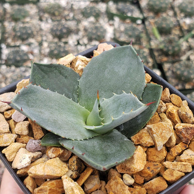 Agave Parryi Raulston