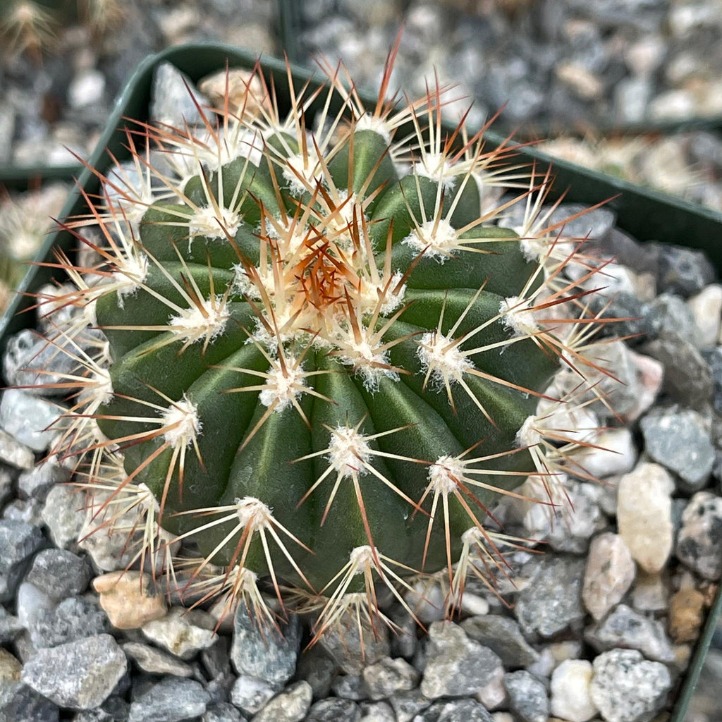Melocactus guitartii