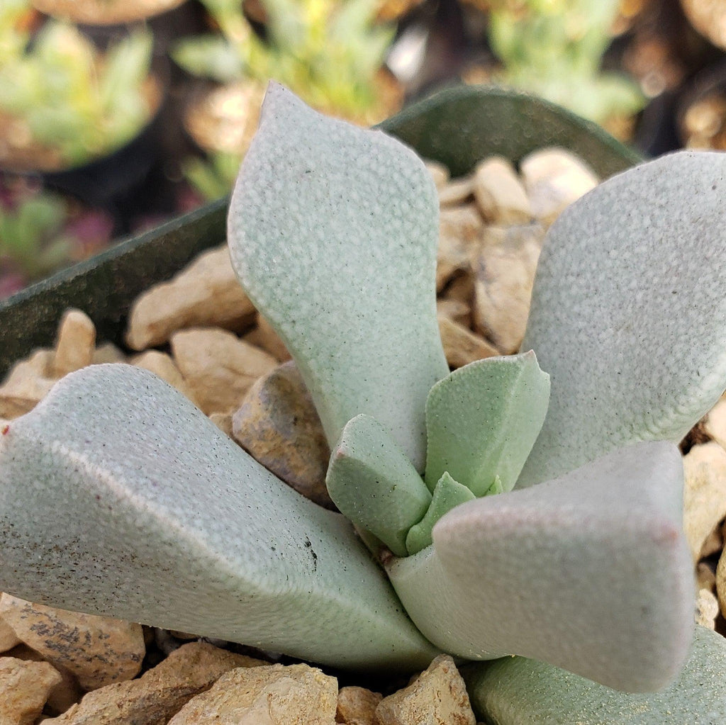 Schwantesia borcherdsii