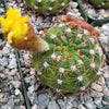 Notocactus parodia militaris