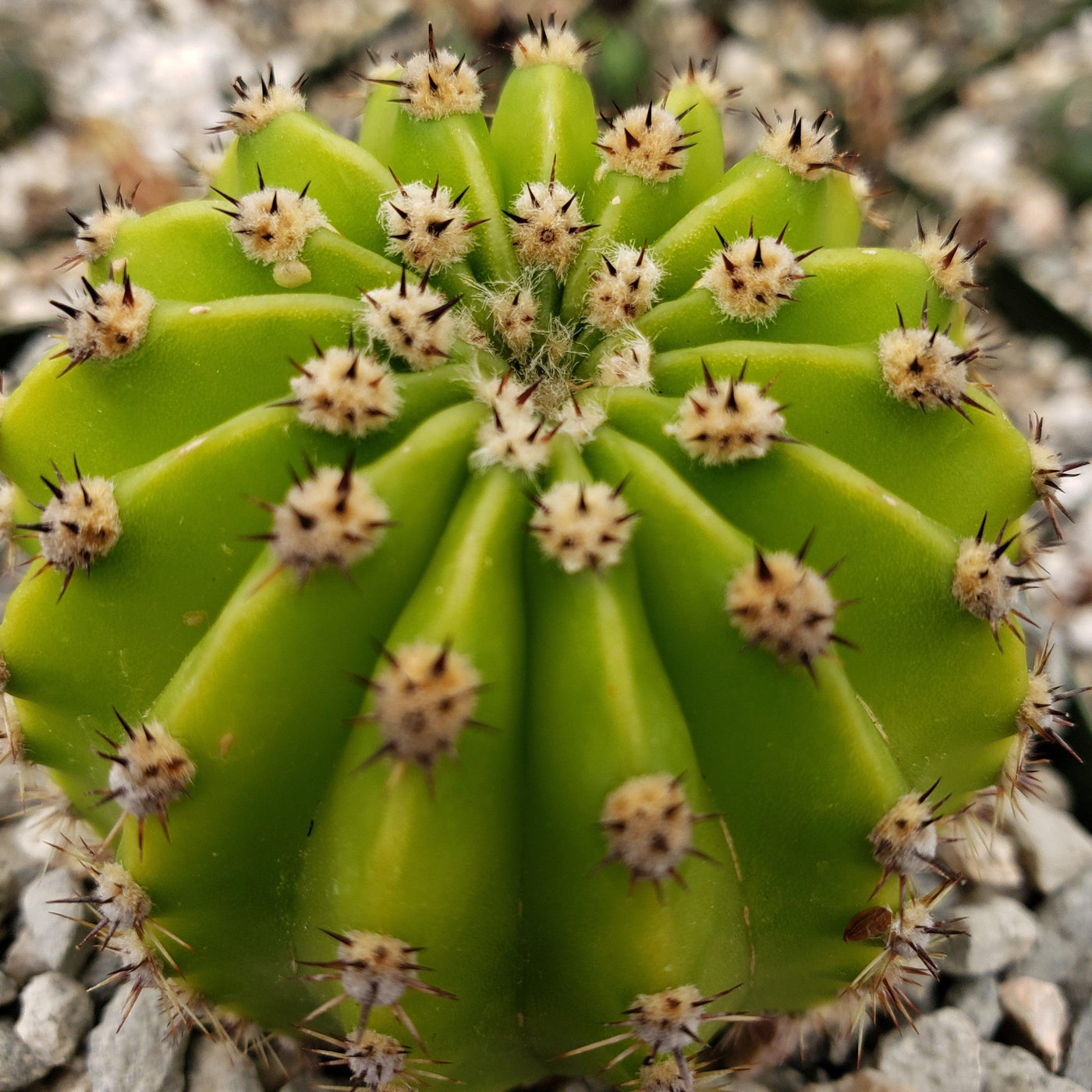 Easter Lily Cactus 'Echinopsis oxygona'