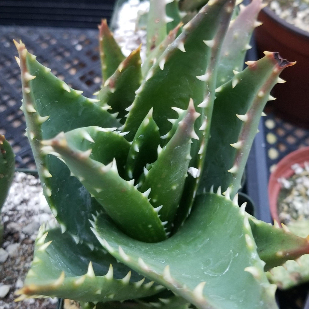 Aloe t-rex