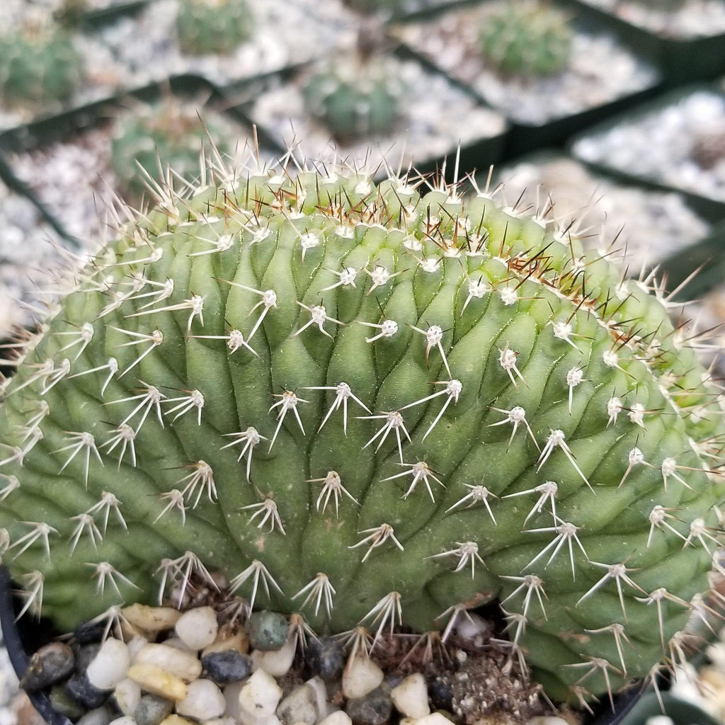Trichocereus thelegonus Cristata