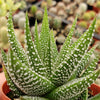 Haworthia attenuata concolor