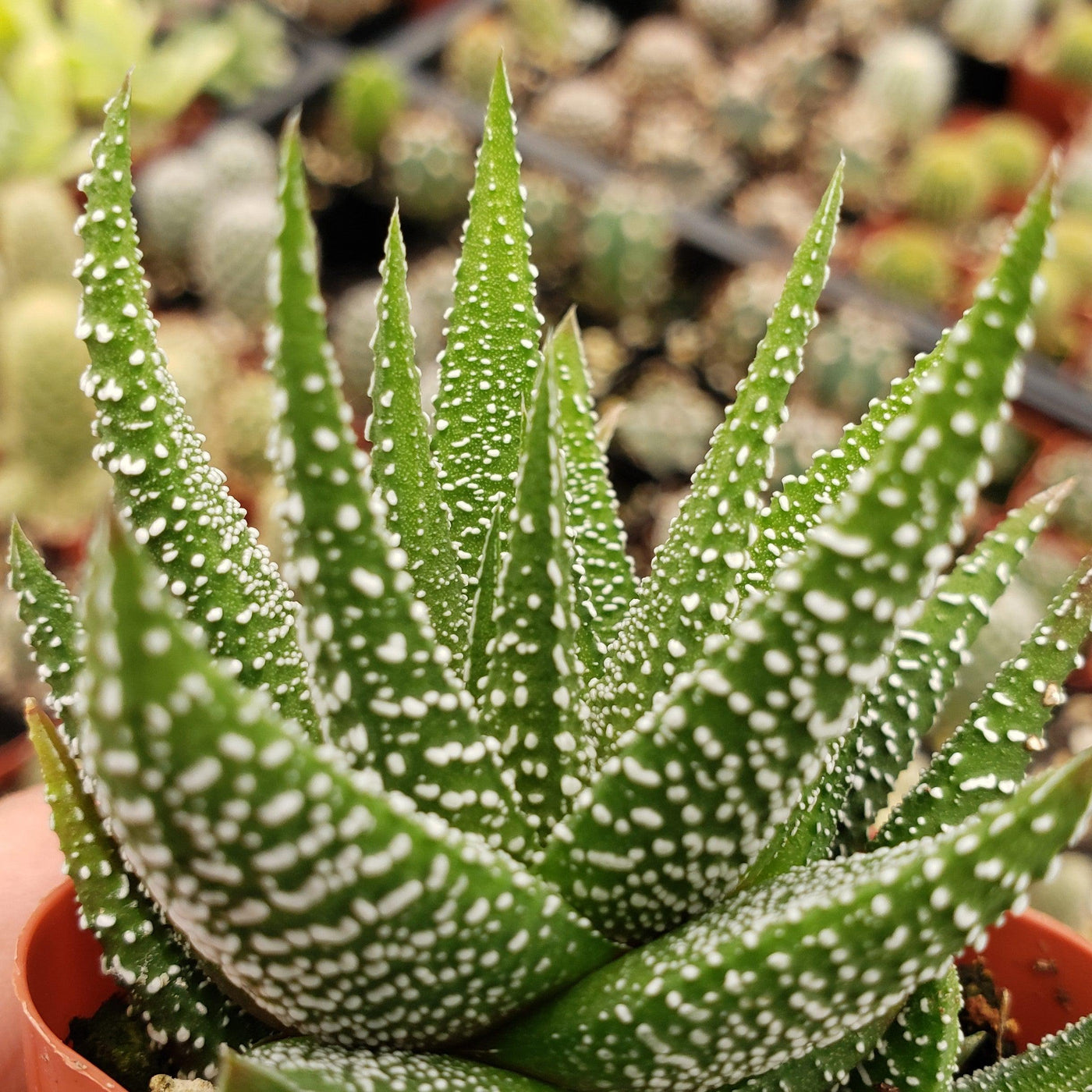 pointy succulent with white spots Haworthia attenuata concolor 6" Pot