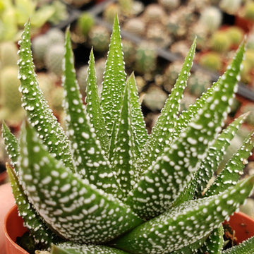 succulent spotted leaves Haworthia attenuata concolor 4" Pot