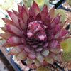 Sempervivum &