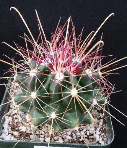 Texas Barrel Cactus &