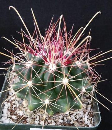 Texas Barrel Cactus 'Ferocactus hamatacanthus'