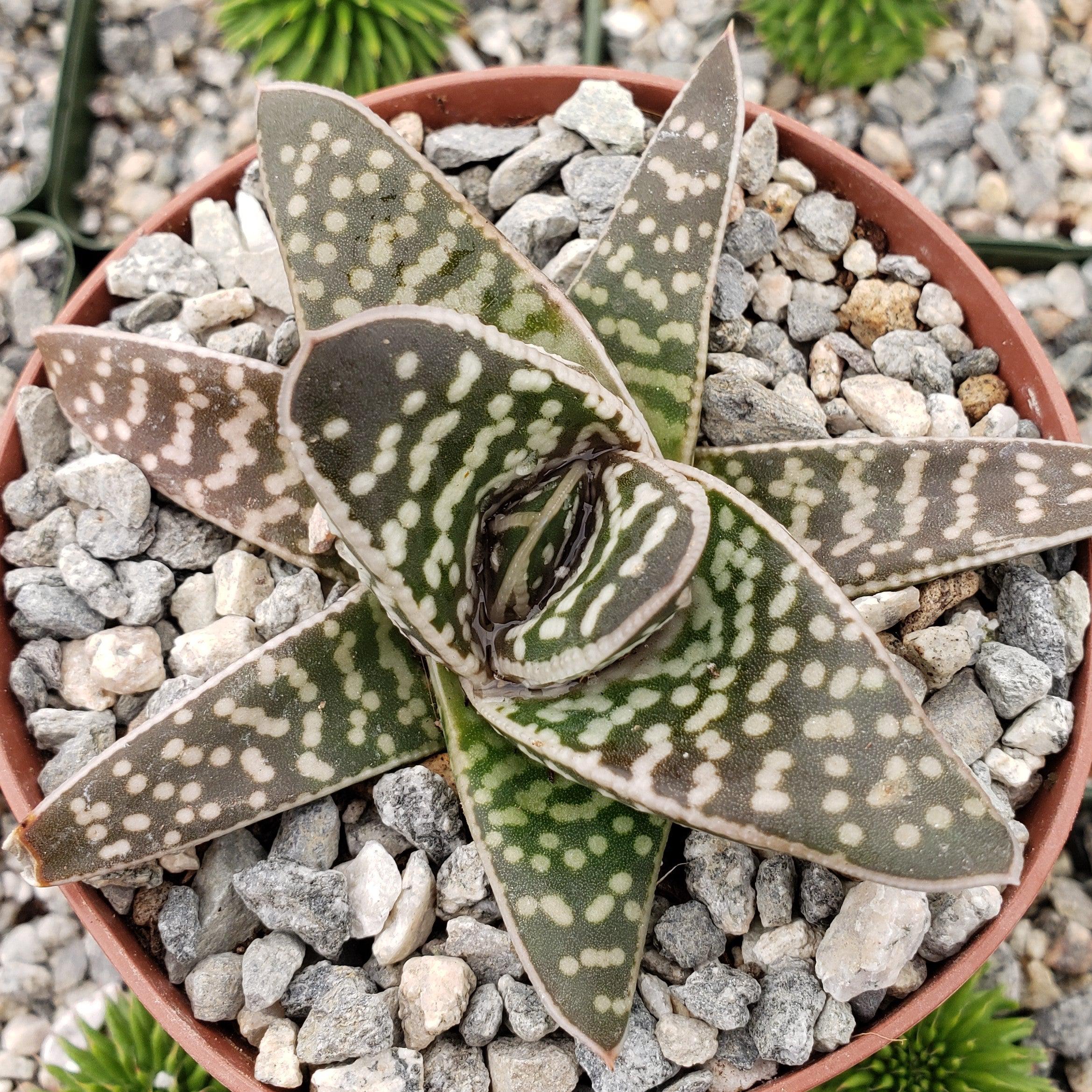 Gasteraloe pauline