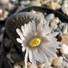 Lithops living stones