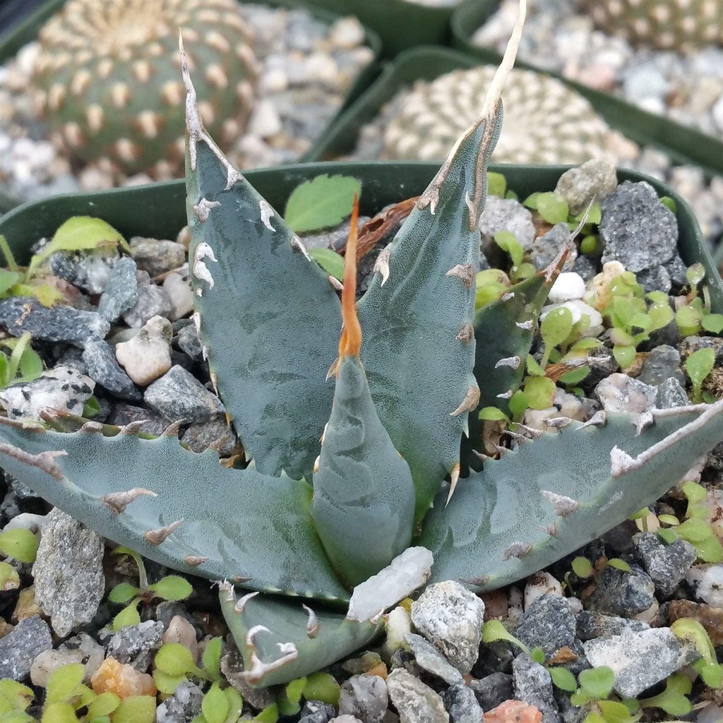 Agave utahensis eborispina