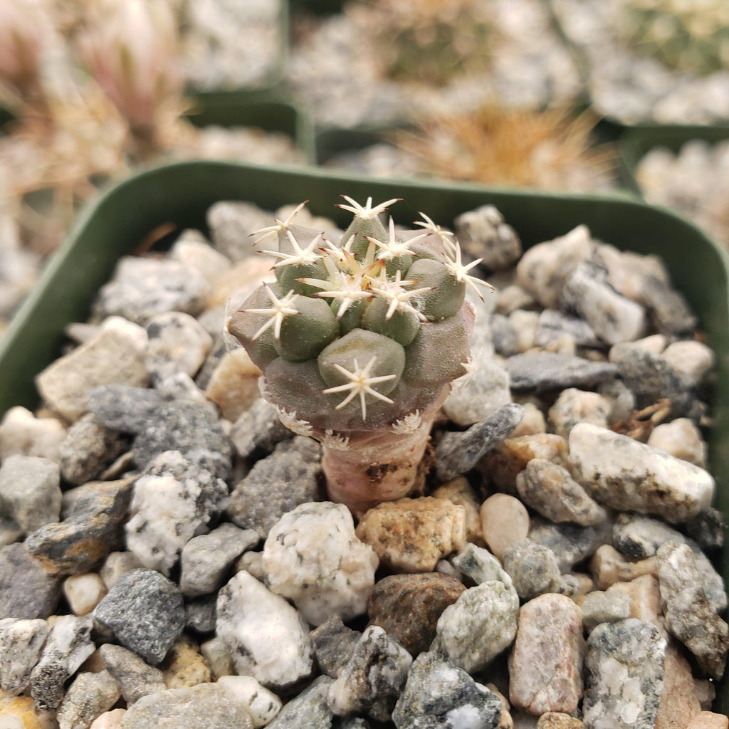 Turbinicarpus lophophoroides