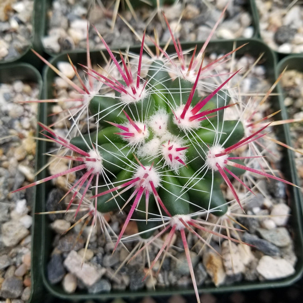 Ferocactus stainesii v. pilosus