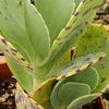 Kalanchoe marmorata