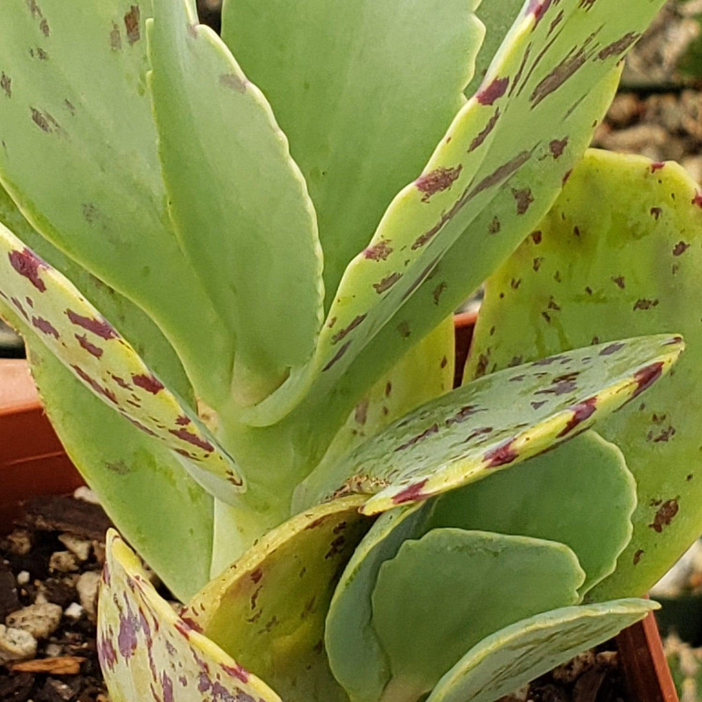 Kalanchoe marmorata