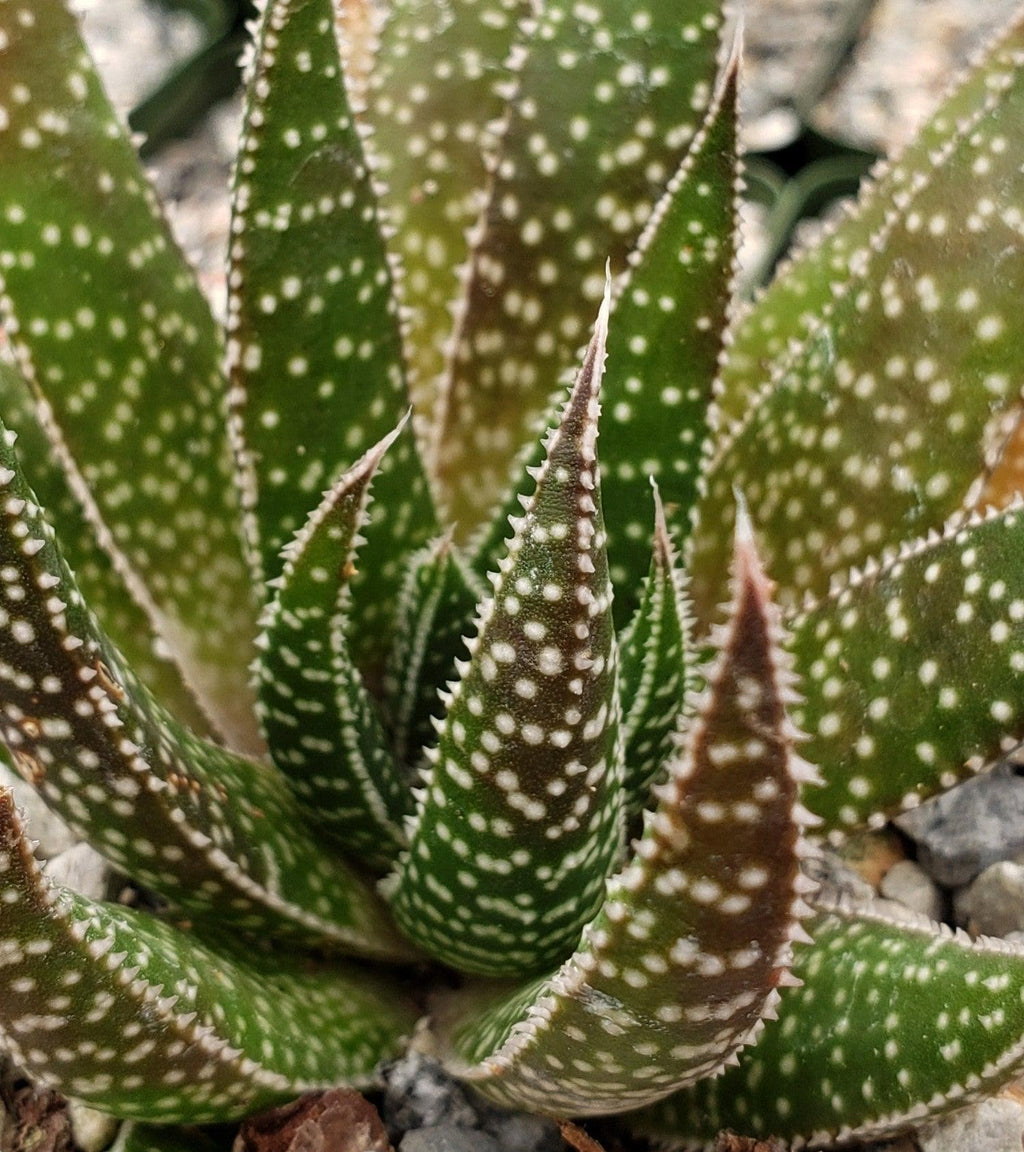 Gasteraloe beguinii lizard tail