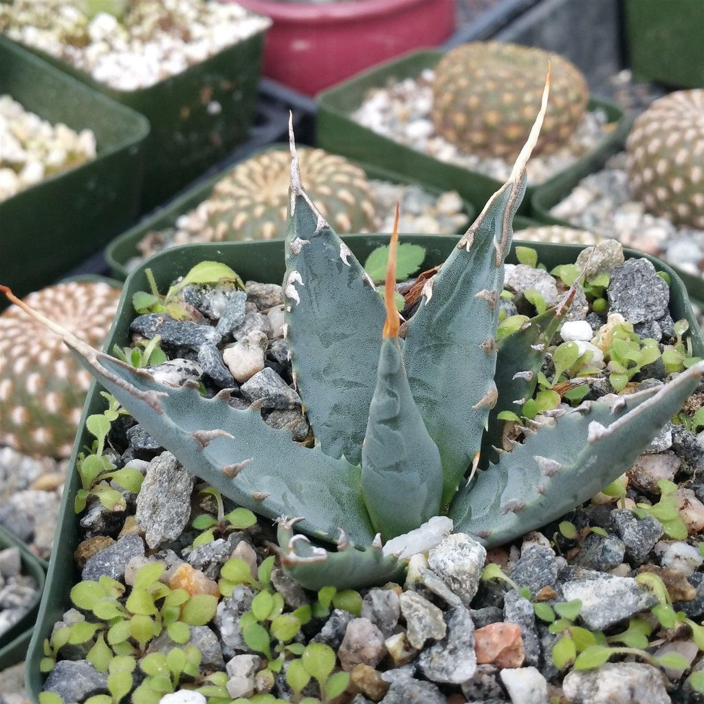 Agave utahensis eborispina