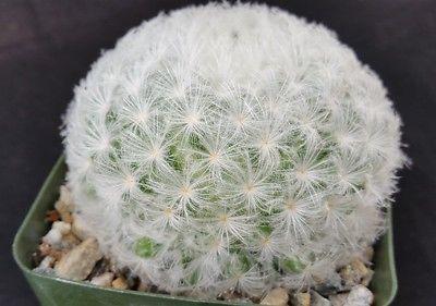 Feather Cactus ‘Mammillaria pulmosa’