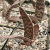 Gasteria verrucosa