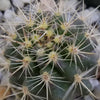 Ferocactus flavovirens