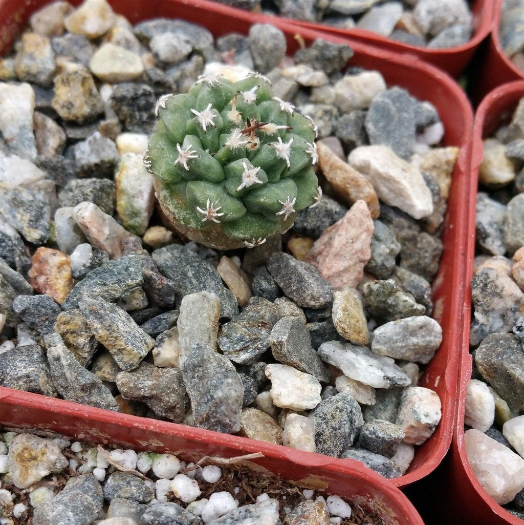 Turbinocarpus alonsoi