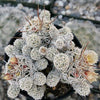 Thimble cactus - Mammillaria gracilis &