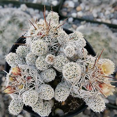Thimble cactus - Mammillaria gracilis 'fragilis'