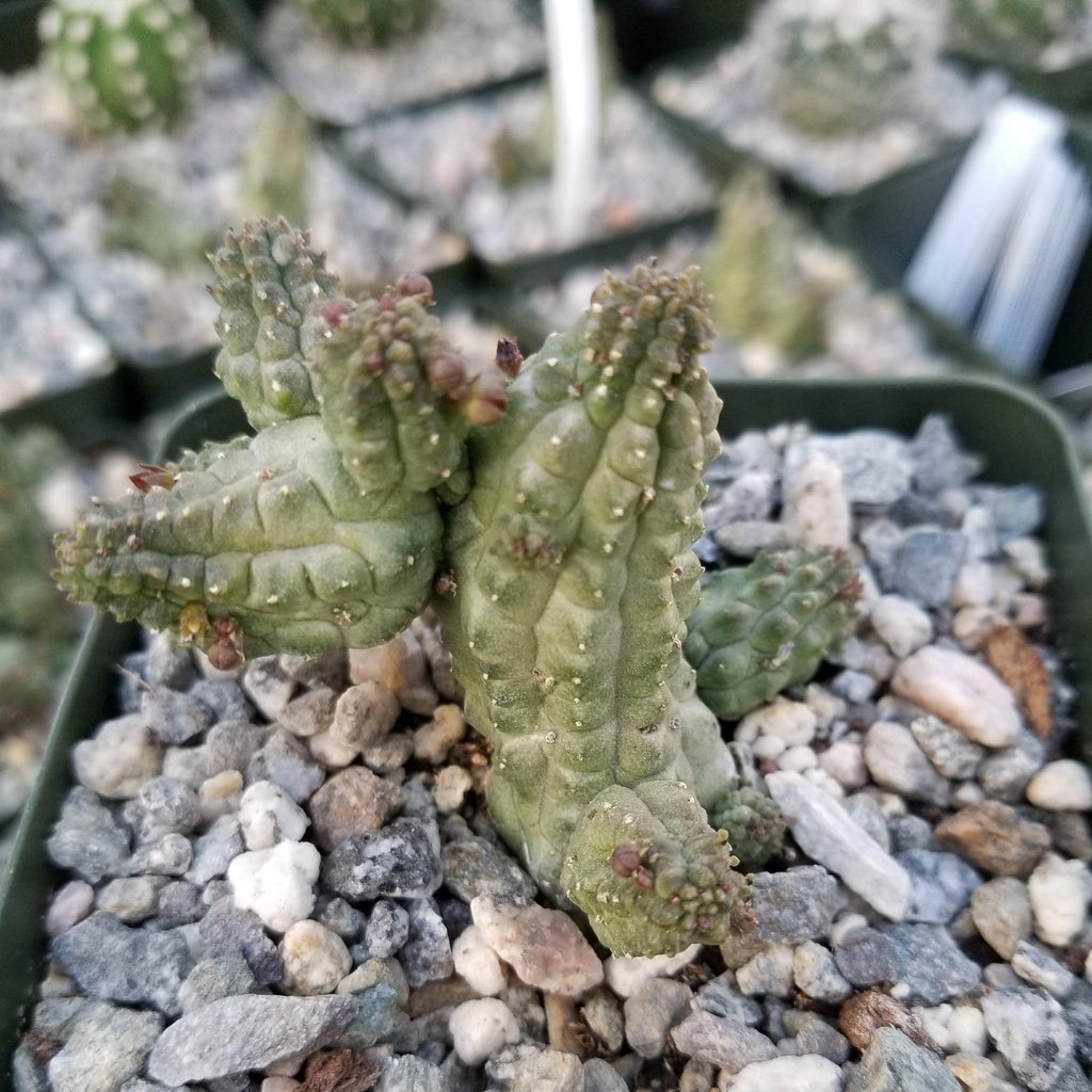 Echidnopsis cereiformis