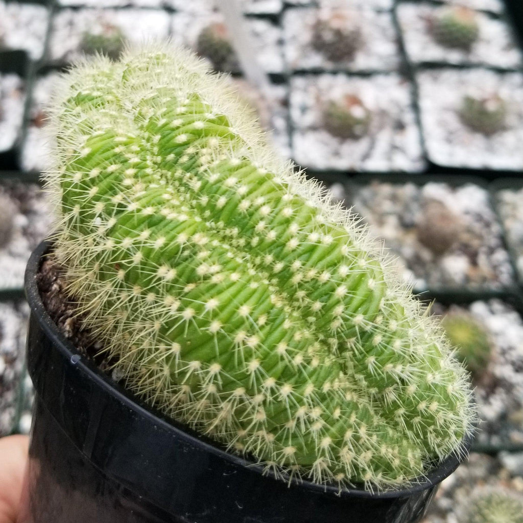 Trichocereus huascha cristata