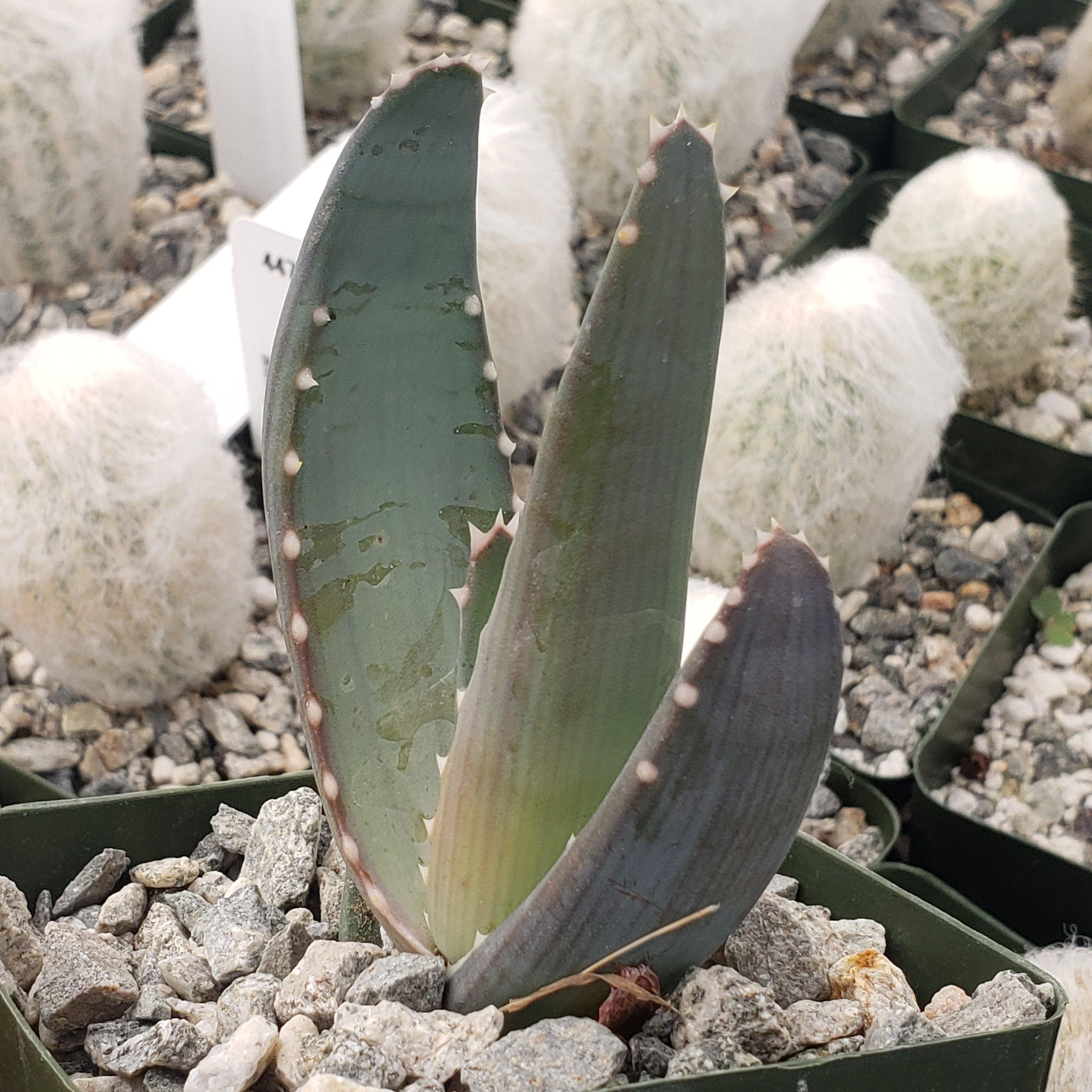 Aloe petricola