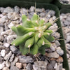 Ferocactus glaucescens &