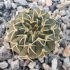 Gymnocalycium stellatum asterium