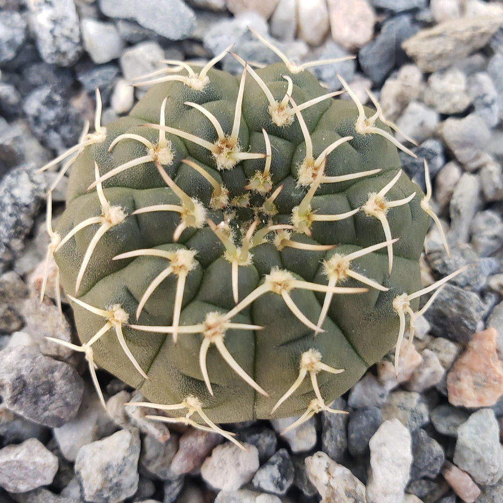 Gymnocalycium stellatum asterium