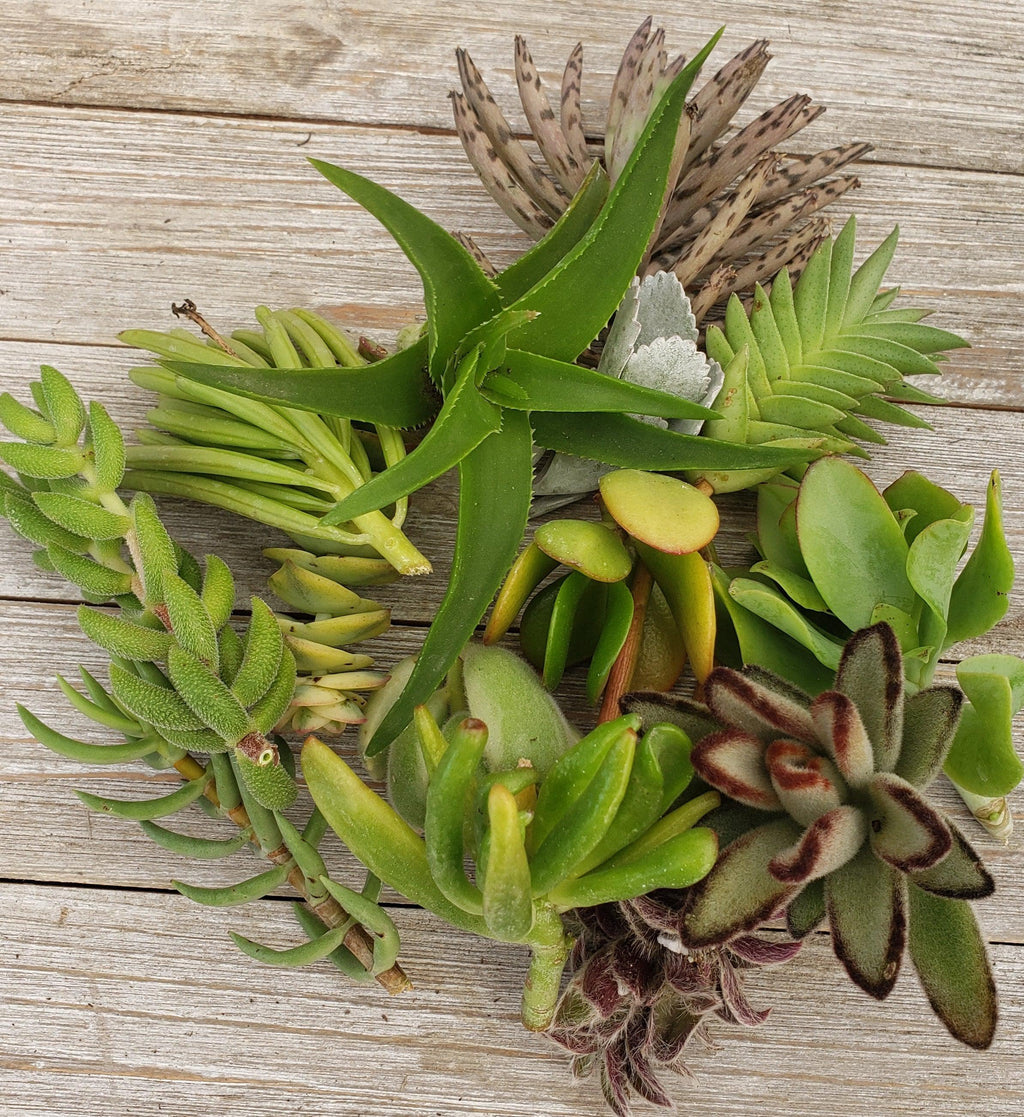 50 Assorted Succulent Cuttings