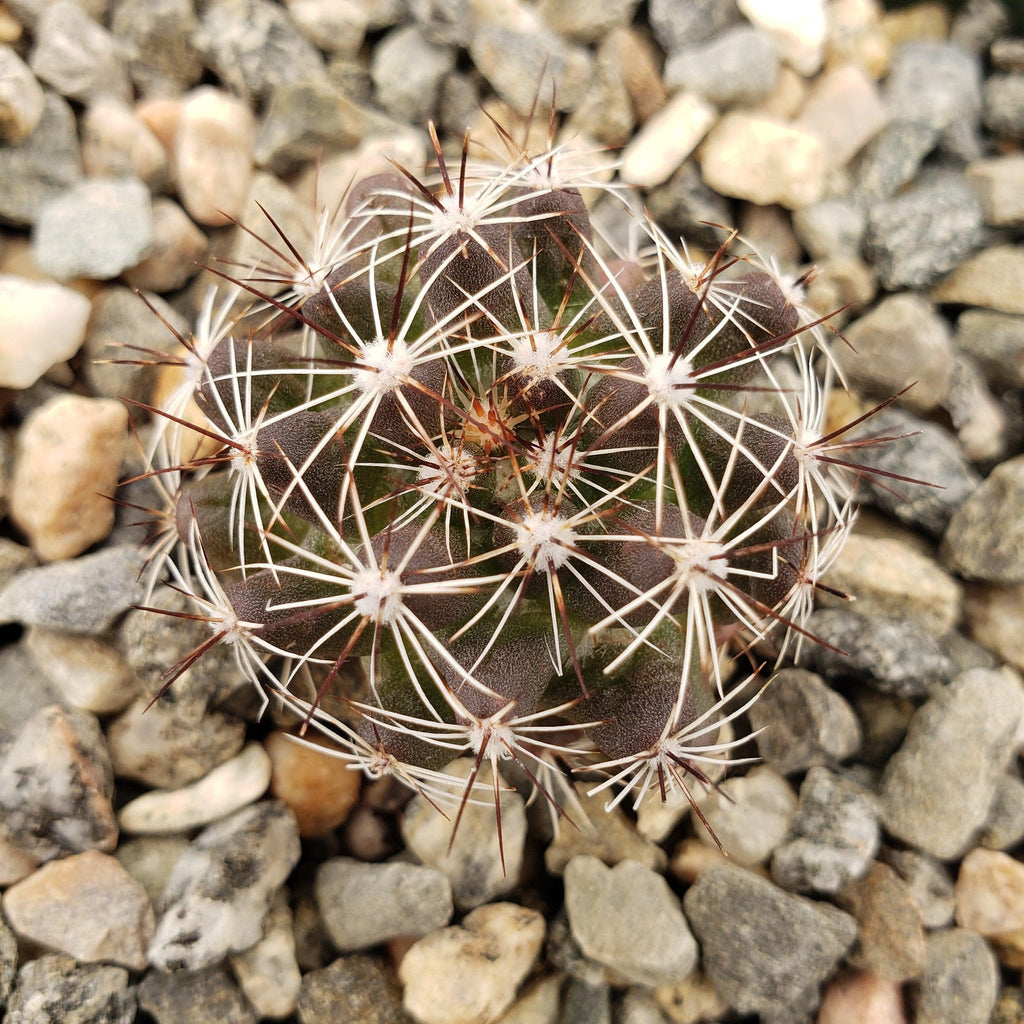 Mammillaria melaleuca