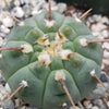 Gymnocalycium vatteri paucispinum