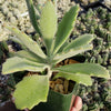 Kalanchoe Beharensis Roseleaf