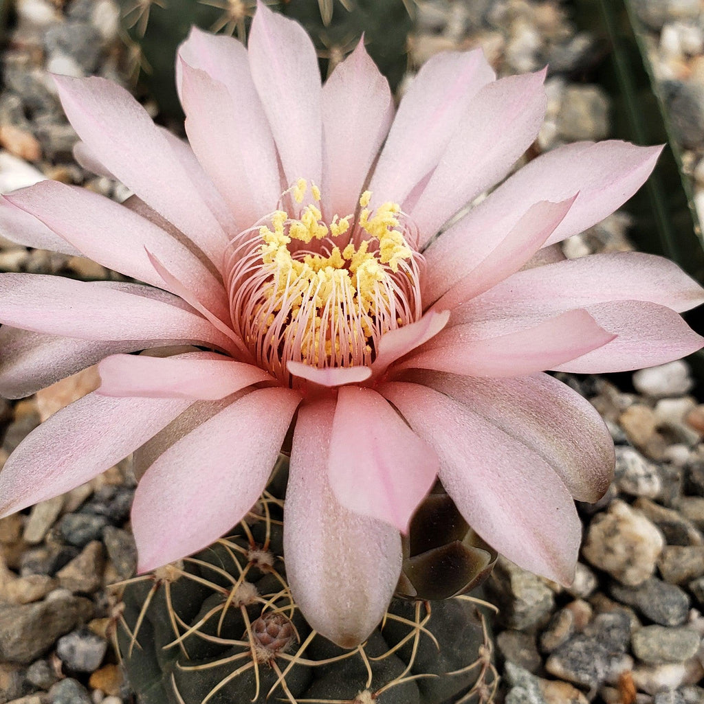 Gymnocalycium schatzlianum mackieanus