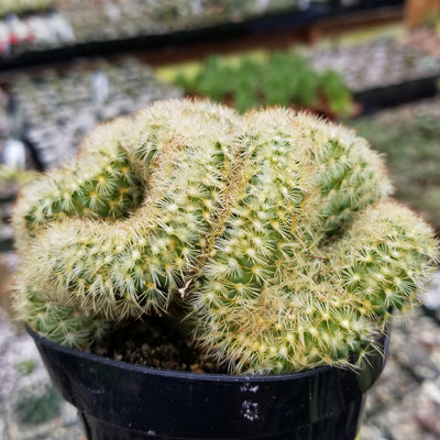 Brain Cactus - Mammillaria Elongata Cristata