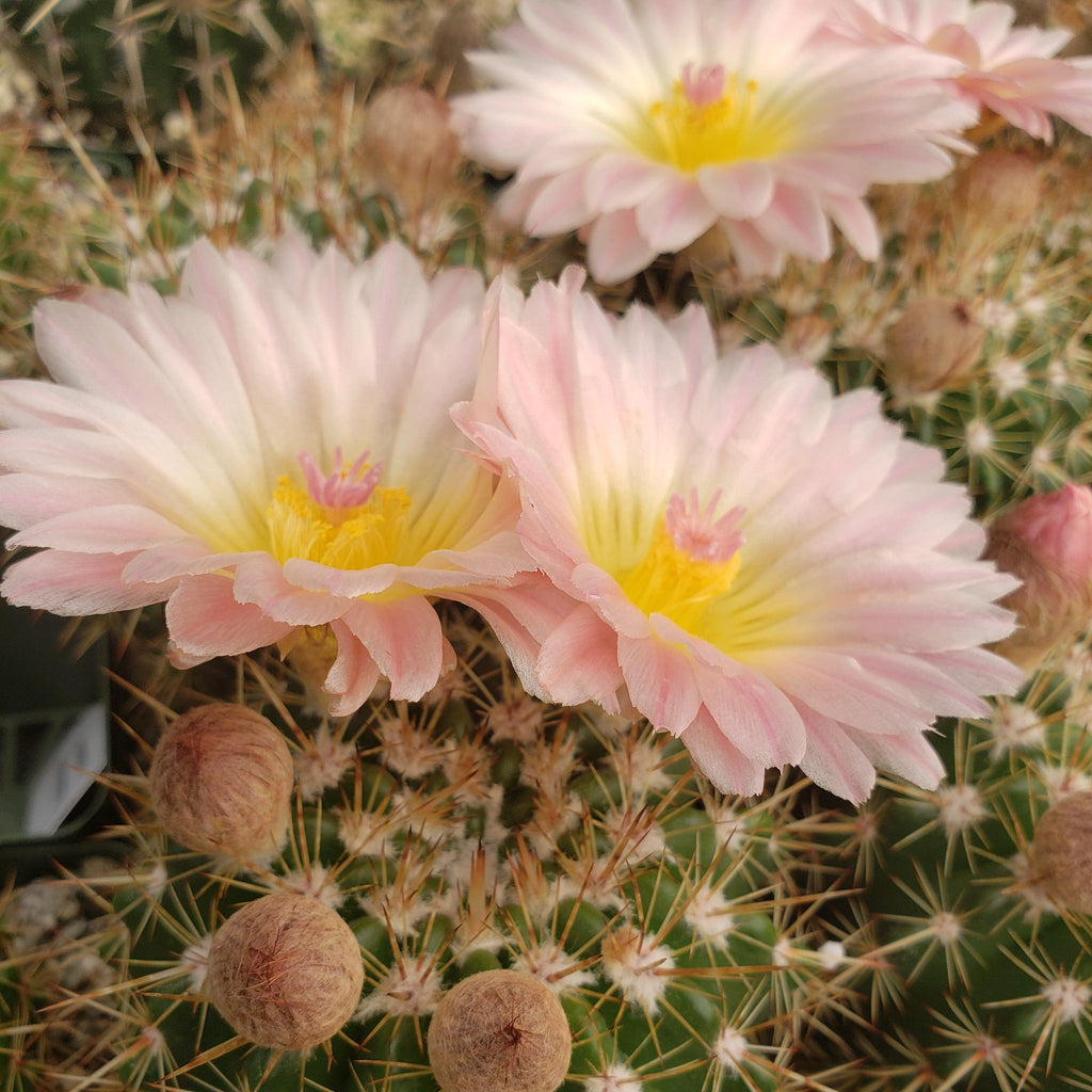 Notocactus roseoluteus