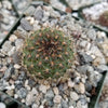 Rebutia vulpina